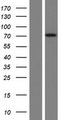 FAAH Protein - Western validation with an anti-DDK antibody * L: Control HEK293 lysate R: Over-expression lysate