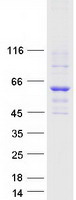 FAAH Protein - Purified recombinant protein FAAH was analyzed by SDS-PAGE gel and Coomassie Blue Staining