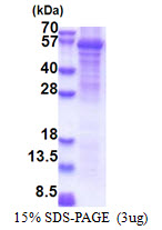 FAAH2 Protein