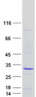 FAAP24 Protein - Purified recombinant protein FAAP24 was analyzed by SDS-PAGE gel and Coomassie Blue Staining