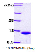 FABP1 / L-FABP Protein