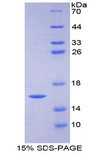FABP3 / H-FABP Protein - Recombinant Fatty Acid Binding Protein 3, Muscle And Heart By SDS-PAGE