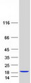 FABP3 / H-FABP Protein - Purified recombinant protein FABP3 was analyzed by SDS-PAGE gel and Coomassie Blue Staining