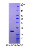 FABP7 / BLBP / MRG Protein - Recombinant Fatty Acid Binding Protein 7, Brain By SDS-PAGE