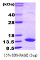 FABP7 / BLBP / MRG Protein