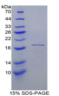 FABP9 / Lipid-Binding Protein Protein - Recombinant Fatty Acid Binding Protein 9, Testis By SDS-PAGE