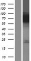 FACL2 / ACSL1 Protein - Western validation with an anti-DDK antibody * L: Control HEK293 lysate R: Over-expression lysate