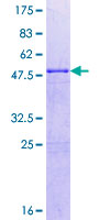 FADD Protein - 12.5% SDS-PAGE of human FADD stained with Coomassie Blue