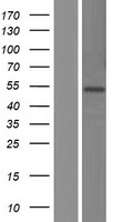 FADS3 Protein - Western validation with an anti-DDK antibody * L: Control HEK293 lysate R: Over-expression lysate