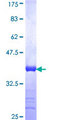 FADS3 Protein - 12.5% SDS-PAGE Stained with Coomassie Blue.