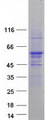 FAF2 / ETEA Protein - Purified recombinant protein FAF2 was analyzed by SDS-PAGE gel and Coomassie Blue Staining