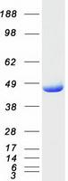 FAH Protein - Purified recombinant protein FAH was analyzed by SDS-PAGE gel and Coomassie Blue Staining