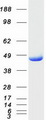 FAH Protein - Purified recombinant protein FAH was analyzed by SDS-PAGE gel and Coomassie Blue Staining