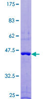FAIM Protein - 12.5% SDS-PAGE of human FAIM stained with Coomassie Blue