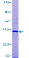 FAIM Protein - 12.5% SDS-PAGE of human FAIM stained with Coomassie Blue