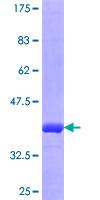FAIM Protein - 12.5% SDS-PAGE Stained with Coomassie Blue.