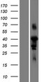 FAM102A Protein - Western validation with an anti-DDK antibody * L: Control HEK293 lysate R: Over-expression lysate