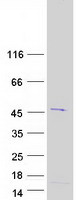 FAM102A Protein - Purified recombinant protein FAM102A was analyzed by SDS-PAGE gel and Coomassie Blue Staining