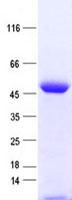 FAM102B Protein