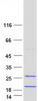 FAM103A1 Protein - Purified recombinant protein FAM103A1 was analyzed by SDS-PAGE gel and Coomassie Blue Staining