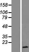 FAM104B Protein - Western validation with an anti-DDK antibody * L: Control HEK293 lysate R: Over-expression lysate