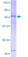 FAM105A Protein - 12.5% SDS-PAGE of human FLJ11127 stained with Coomassie Blue