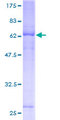 FAM105A Protein - 12.5% SDS-PAGE of human FLJ11127 stained with Coomassie Blue
