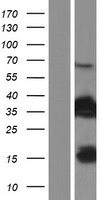 FAM107B Protein - Western validation with an anti-DDK antibody * L: Control HEK293 lysate R: Over-expression lysate