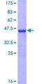 FAM107B Protein - 12.5% SDS-PAGE of human FAM107B stained with Coomassie Blue