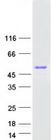 FAM107B Protein - Purified recombinant protein FAM107B was analyzed by SDS-PAGE gel and Coomassie Blue Staining