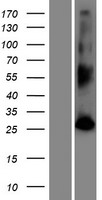 FAM109B Protein - Western validation with an anti-DDK antibody * L: Control HEK293 lysate R: Over-expression lysate