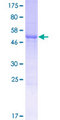 FAM109B Protein - 12.5% SDS-PAGE of human FAM109B stained with Coomassie Blue