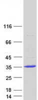 FAM109B Protein - Purified recombinant protein FAM109B was analyzed by SDS-PAGE gel and Coomassie Blue Staining