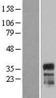 FAM110A Protein - Western validation with an anti-DDK antibody * L: Control HEK293 lysate R: Over-expression lysate