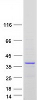 FAM110A Protein - Purified recombinant protein FAM110A was analyzed by SDS-PAGE gel and Coomassie Blue Staining