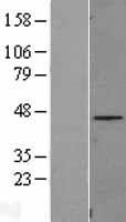 FAM110B / C8orf72 Protein - Western validation with an anti-DDK antibody * L: Control HEK293 lysate R: Over-expression lysate