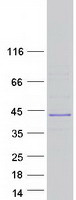FAM110D / GRRP1 Protein - Purified recombinant protein FAM110D was analyzed by SDS-PAGE gel and Coomassie Blue Staining