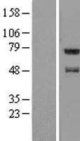 FAM114A1 / Noxp20 Protein - Western validation with an anti-DDK antibody * L: Control HEK293 lysate R: Over-expression lysate