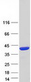FAM118A Protein - Purified recombinant protein FAM118A was analyzed by SDS-PAGE gel and Coomassie Blue Staining