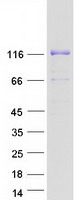FAM120A Protein - Purified recombinant protein FAM120A was analyzed by SDS-PAGE gel and Coomassie Blue Staining