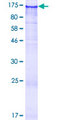FAM120B Protein - 12.5% SDS-PAGE of human FAM120B stained with Coomassie Blue
