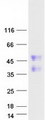 FAM122A Protein - Purified recombinant protein FAM122A was analyzed by SDS-PAGE gel and Coomassie Blue Staining