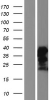 FAM122B Protein - Western validation with an anti-DDK antibody * L: Control HEK293 lysate R: Over-expression lysate