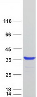 FAM125B Protein - Purified recombinant protein MVB12B was analyzed by SDS-PAGE gel and Coomassie Blue Staining
