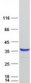 FAM125B Protein - Purified recombinant protein MVB12B was analyzed by SDS-PAGE gel and Coomassie Blue Staining