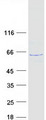FAM126B Protein - Purified recombinant protein FAM126B was analyzed by SDS-PAGE gel and Coomassie Blue Staining