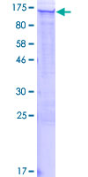 FAM129A / NIBAN Protein - 12.5% SDS-PAGE of human FAM129A stained with Coomassie Blue