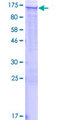 FAM129A / NIBAN Protein - 12.5% SDS-PAGE of human FAM129A stained with Coomassie Blue
