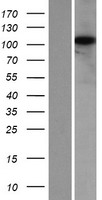 FAM131B Protein - Western validation with an anti-DDK antibody * L: Control HEK293 lysate R: Over-expression lysate