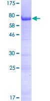 FAM131B Protein - 12.5% SDS-PAGE of human FAM131B stained with Coomassie Blue